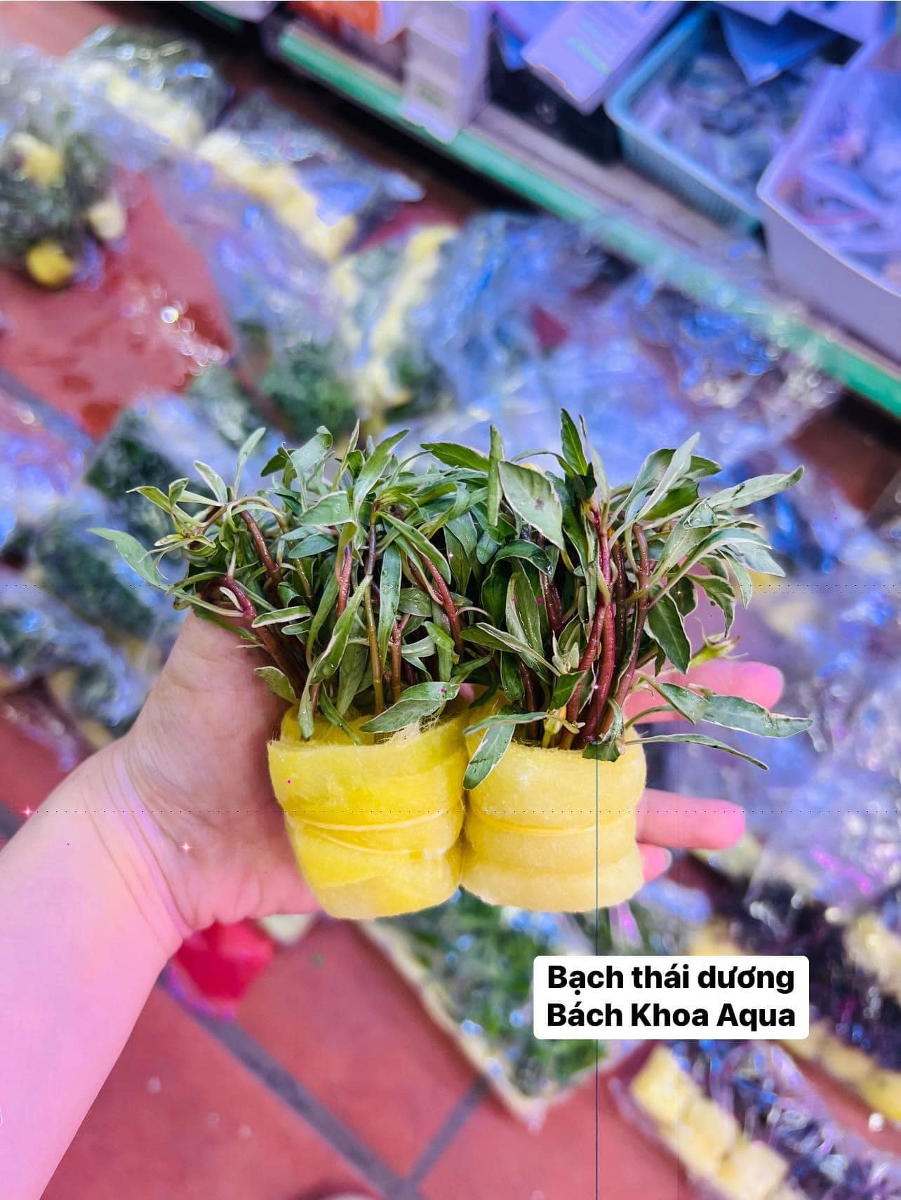 Cây cắt cắm - Bạch Thái Dương